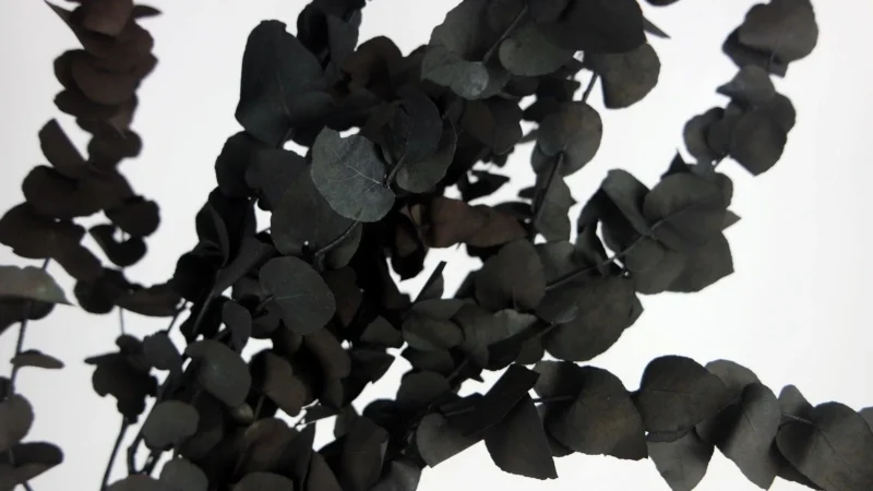 Eucalyptus Stuartiana Zwart