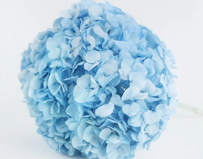 Preserved hydrangea Kiara- 1 groot kop - Baby blue
