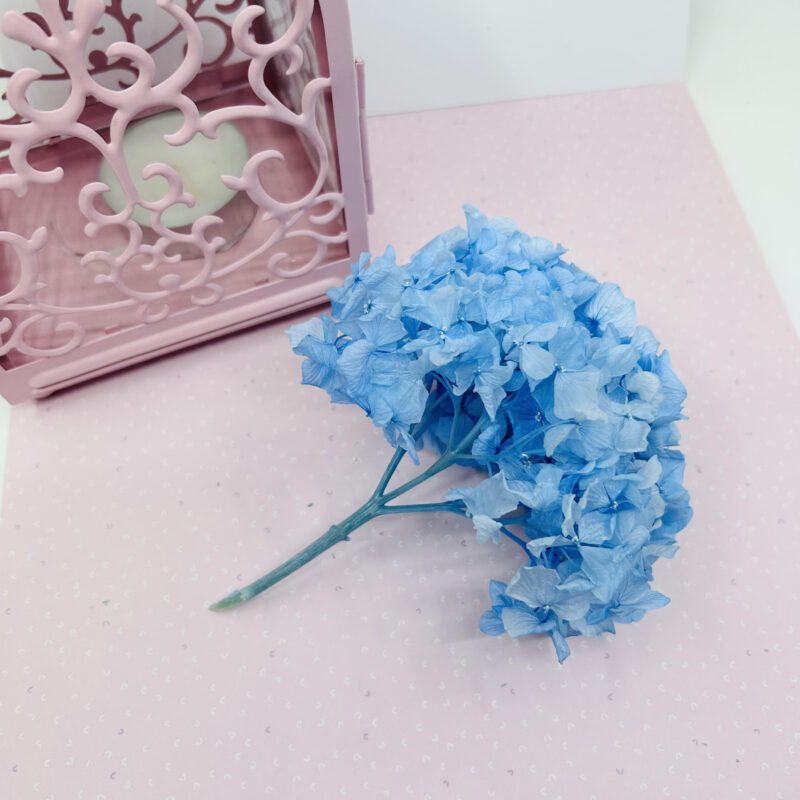 Preserved hydrangea Kiara - Baby blue