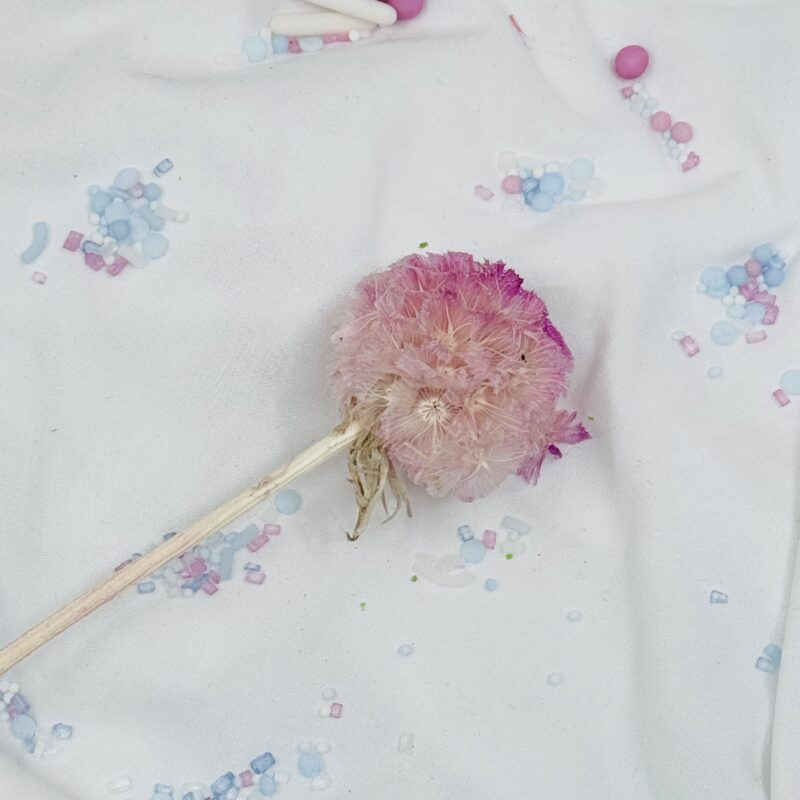 craspedia lilac