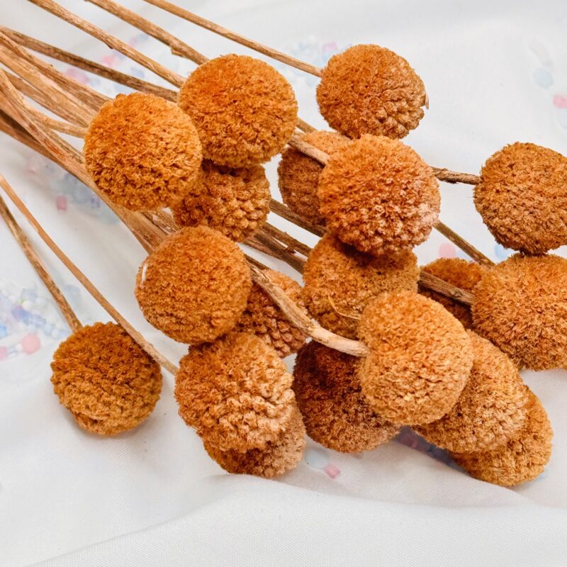 Mini gedroogd Craspedia Terra - Afbeelding 2