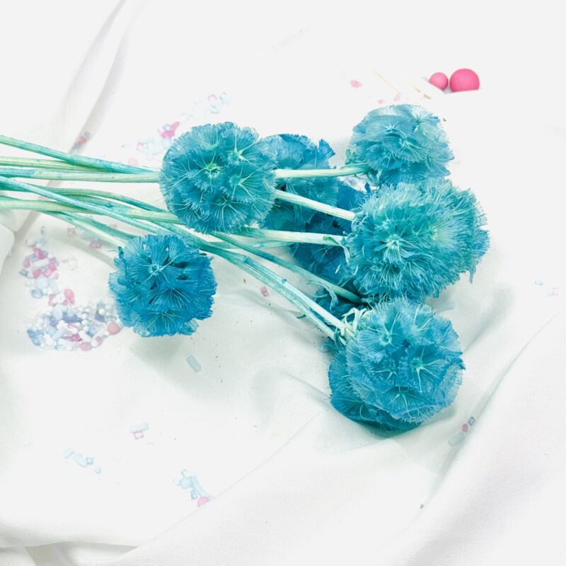 Scabiosa Light blue/turqoise - Afbeelding 2