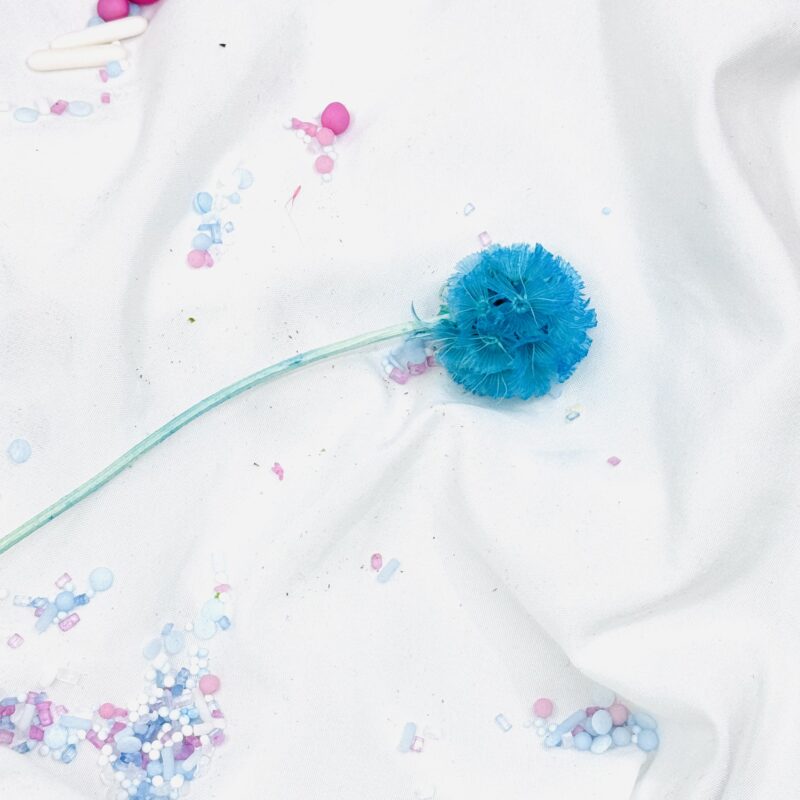 Scabiosa Light blue/turqoise