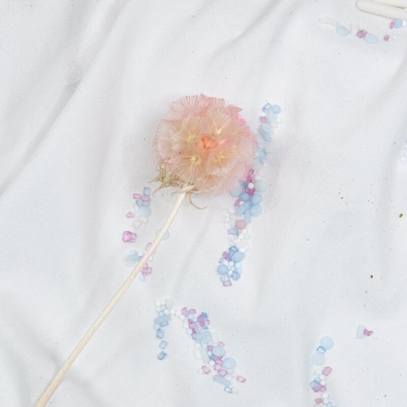 Scabiosa Light pink