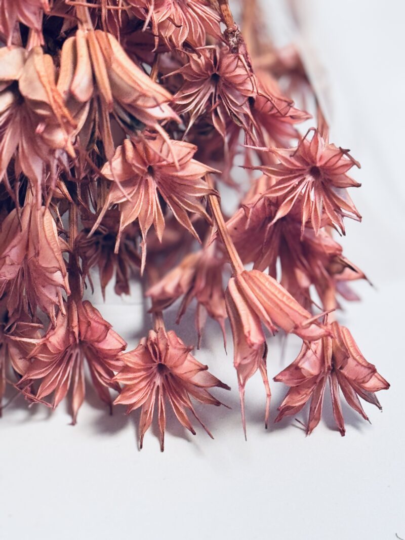 Nigella Vintage Roze - Afbeelding 2