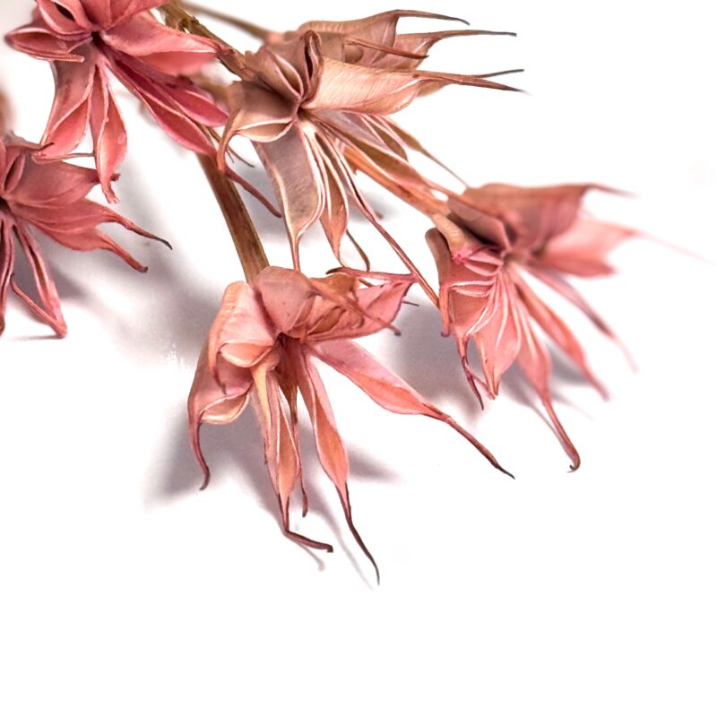 Nigella Vintage Roze