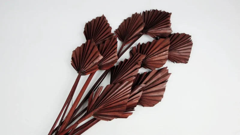 palm spear hazelnut S