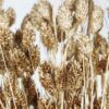 Gedroogde Phalaris Rustic Gold