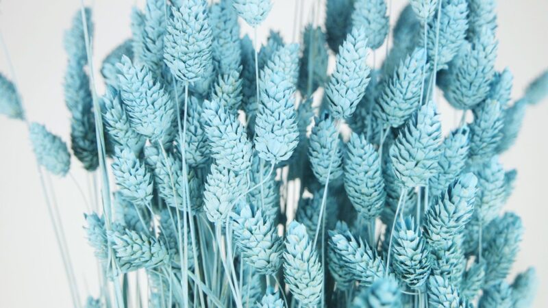 Gedroogde Phalaris Poeder blauw - Afbeelding 3