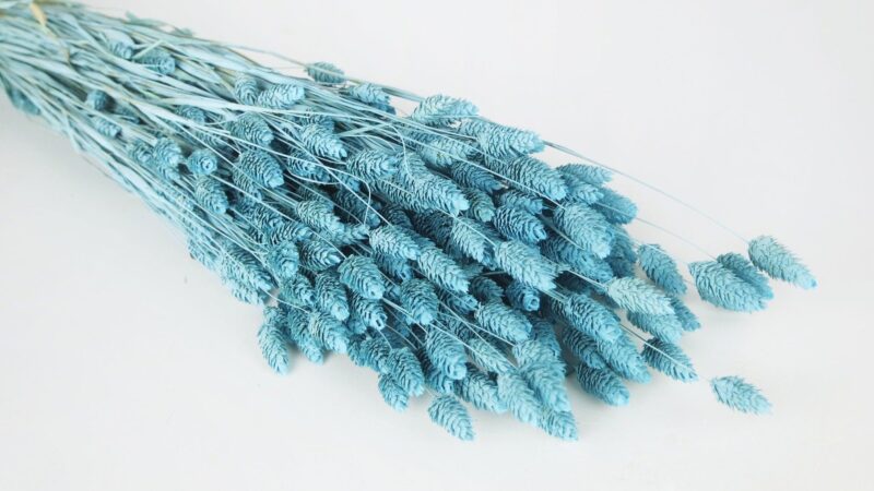 Gedroogde Phalaris Poeder blauw - Afbeelding 2