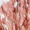 Gedroogde Phalaris Poeder Roze