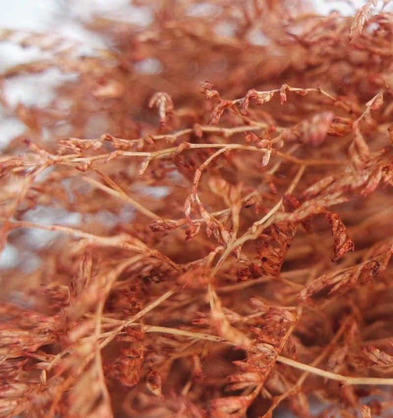 Limonium terracotta
