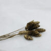 Gedroogde Phalaris Rustic Gold