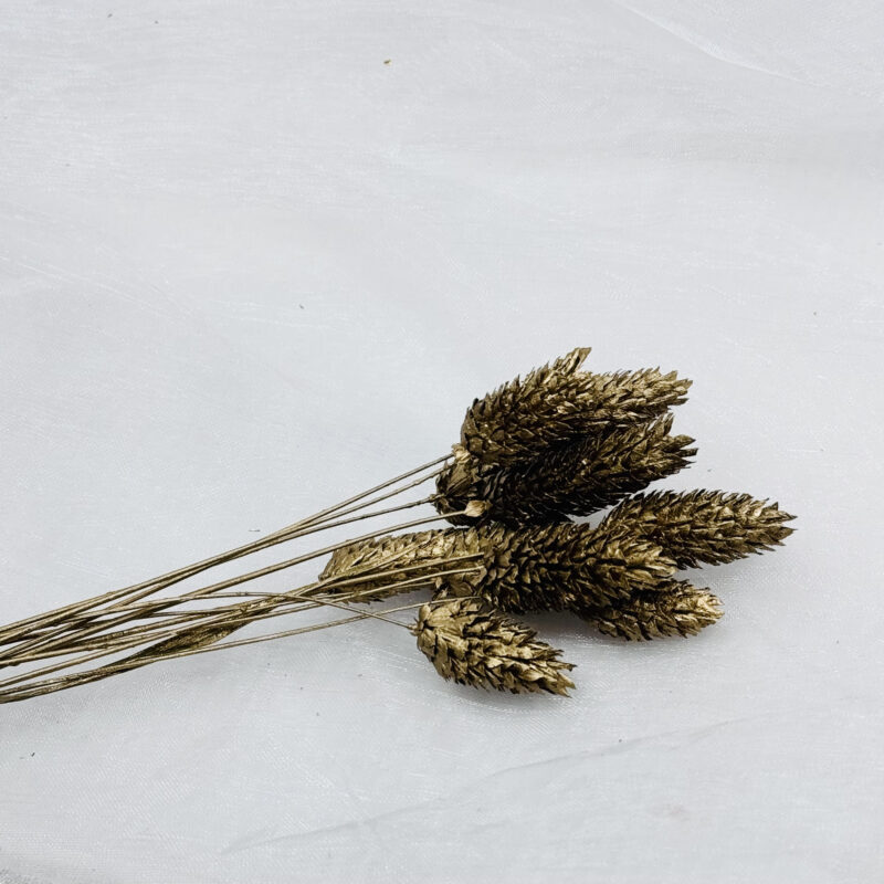 Gedroogde Phalaris Rustic Gold