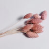 Gedroogde Phalaris Poeder Roze