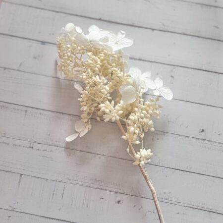 Dried hydrangea paniculata Earth Matters - 1 takje - Off white 011