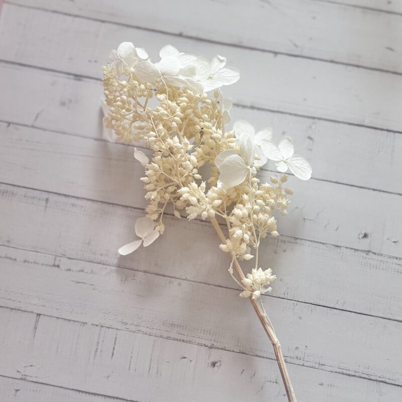 Dried hydrangea paniculata Earth Matters - 1 takje - Off white 011