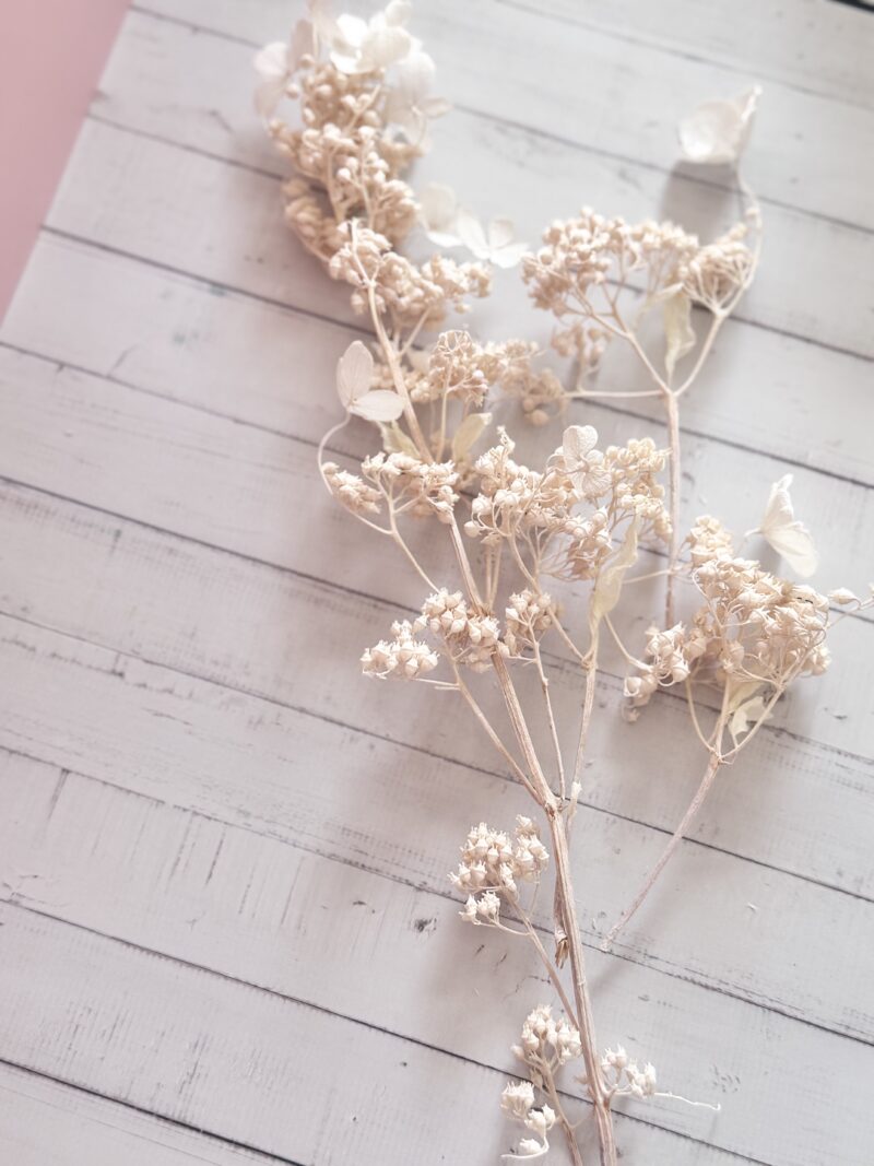 Dried hydrangea paniculata Earth Matters - 1 takje - Pink beige 081