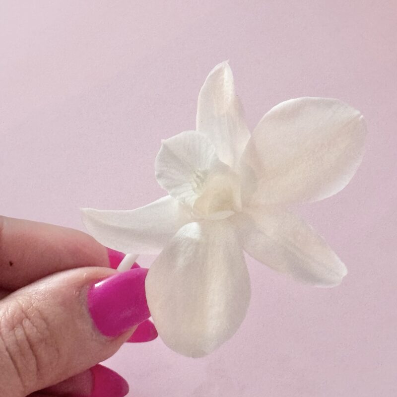 Orchid Dendrobium preserved Earth Matters  1 st hoofd