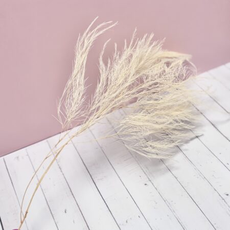 Baumfarn geconserveerd – 1 stem – Crème/Wit – 30-40 cm