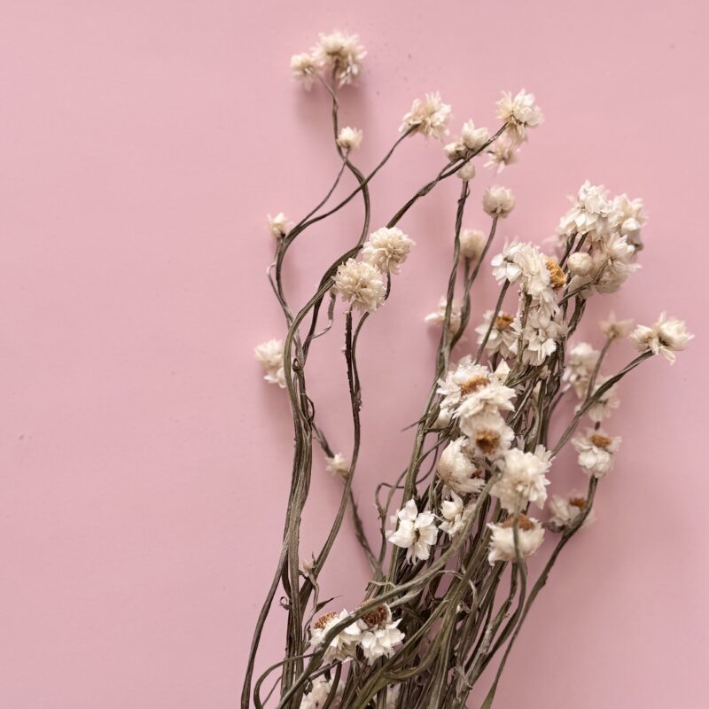 Ammobium Gedroogd - 1 klein bos - Naturel wit - Afbeelding 2