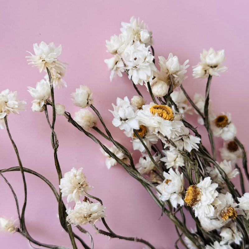 Ammobium Gedroogd - 1 klein bos - Naturel wit