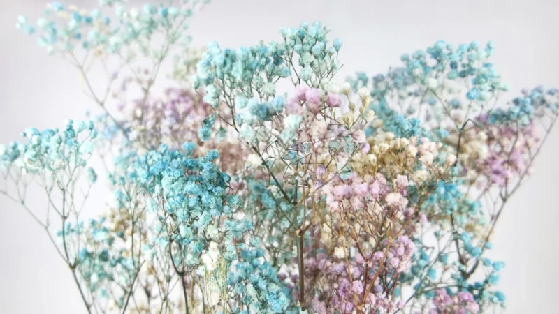 Geconserveerde gypsophila - 1 klein bos gipskruid- Regenboog kleuren
