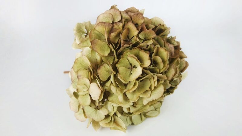 Gedroogde hortensia - 1 kop - Beige groen