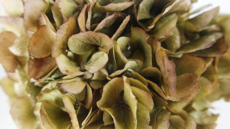 Gedroogde hortensia - 1 kop - Beige groen - Afbeelding 2
