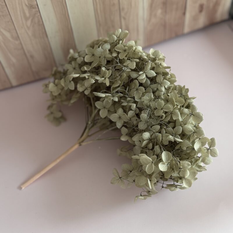 Preserved Hydrangea Anna – 1 Hoofd – Olijfgroen
