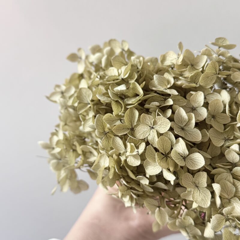 Preserved Hydrangea Anna – 1 Hoofd – Olijfgroen