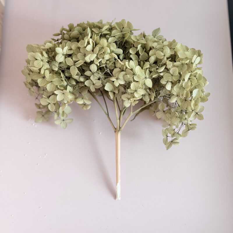 Geconserveerde hortensia Anna - 1 groot hoofd - olijfgroen