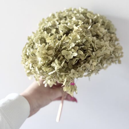 Geconserveerde hortensia Anna - 1 kop - olijfgroen