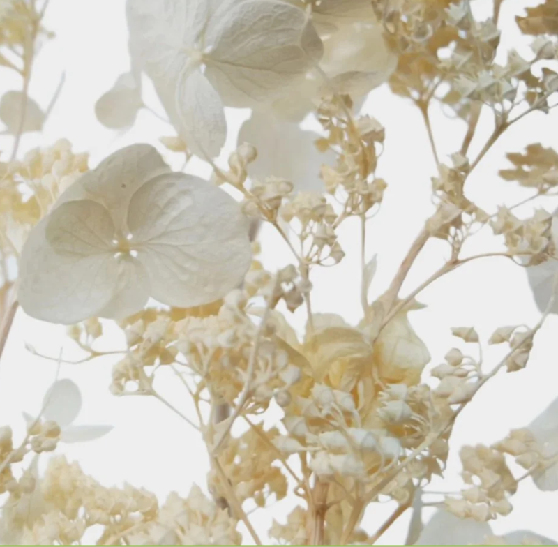 Dried hydrangea paniculata Earth Matters - 1 takje- Off white 011