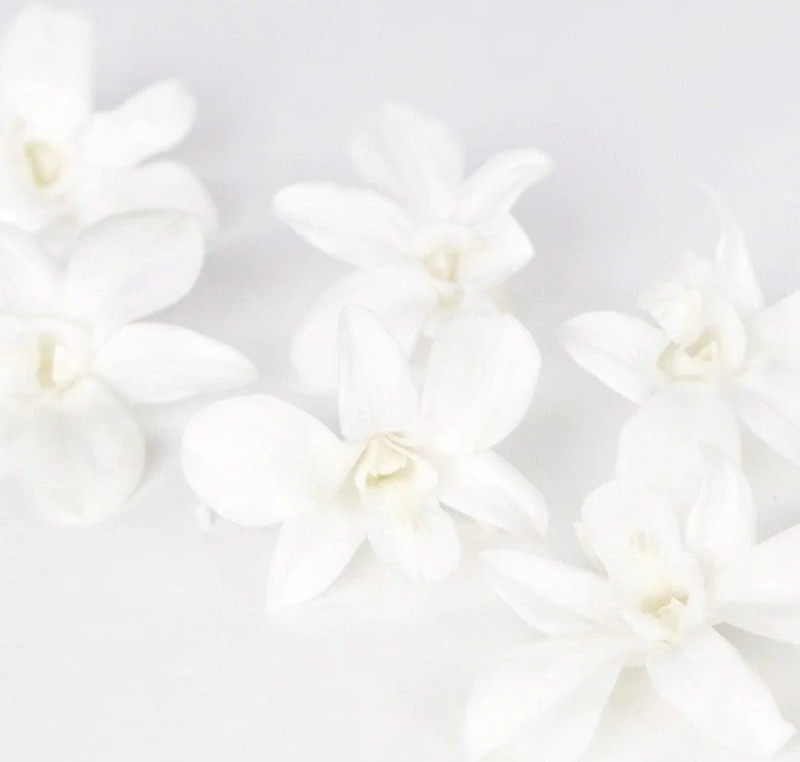 Orchid Dendrobium preserved Earth Matters  1 st hoofd - Afbeelding 2