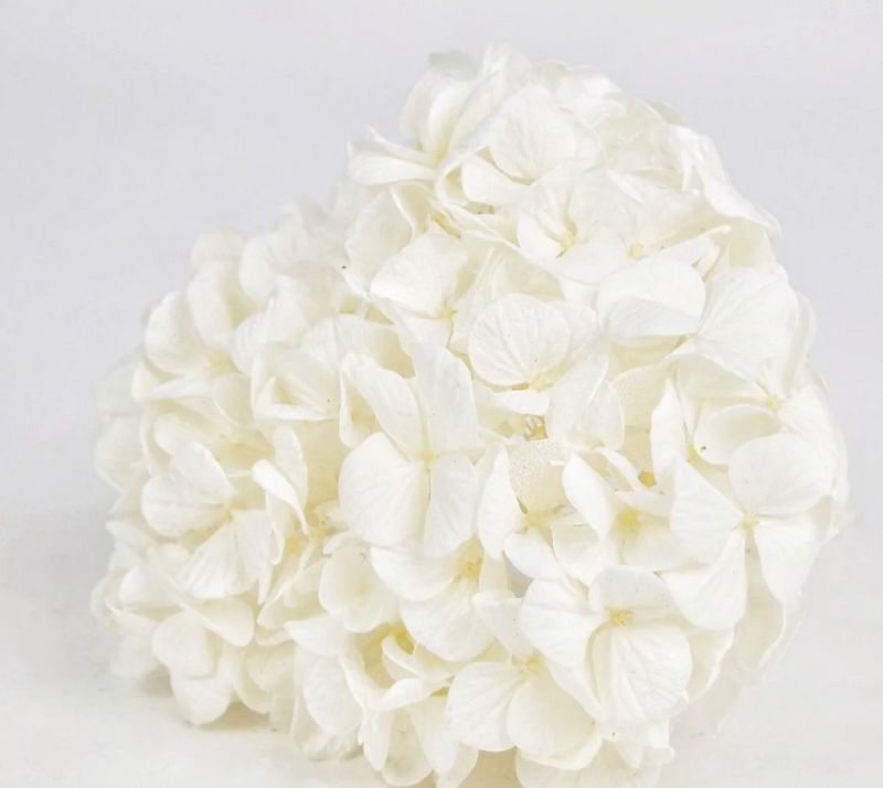Preserved Hortensia 'Kiara' – Pure White – 1 Grote Bloemkop