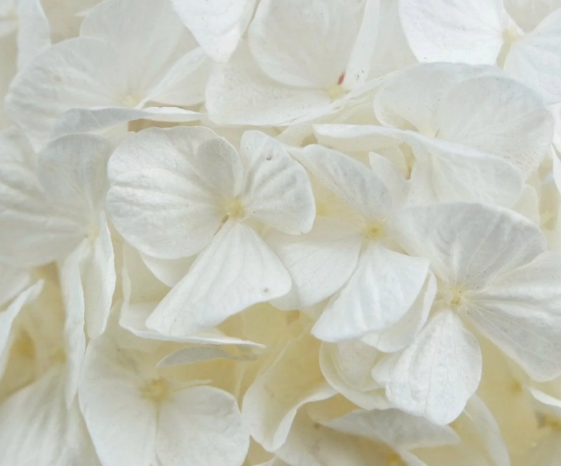 Preserved Hortensia 'Kiara' – Pure White – 1 Grote Bloemkop - Afbeelding 2