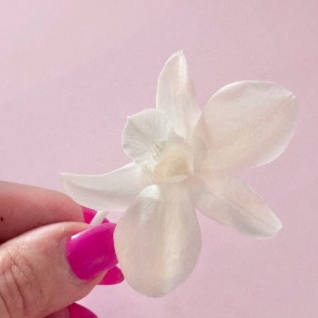 Orchidee