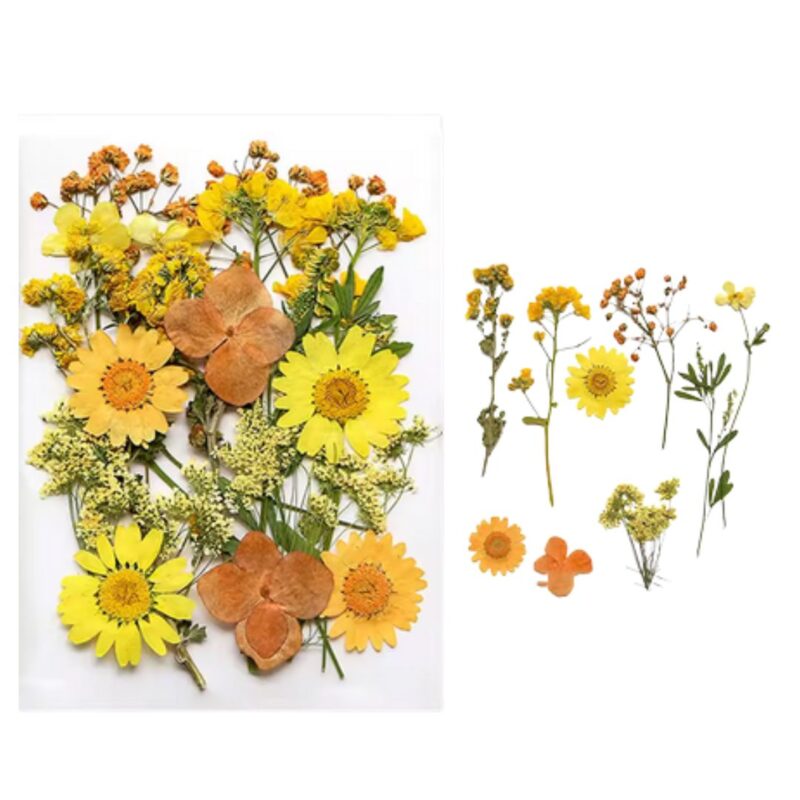 Mix Geperst Gedroogde Bloemen Zomer Set