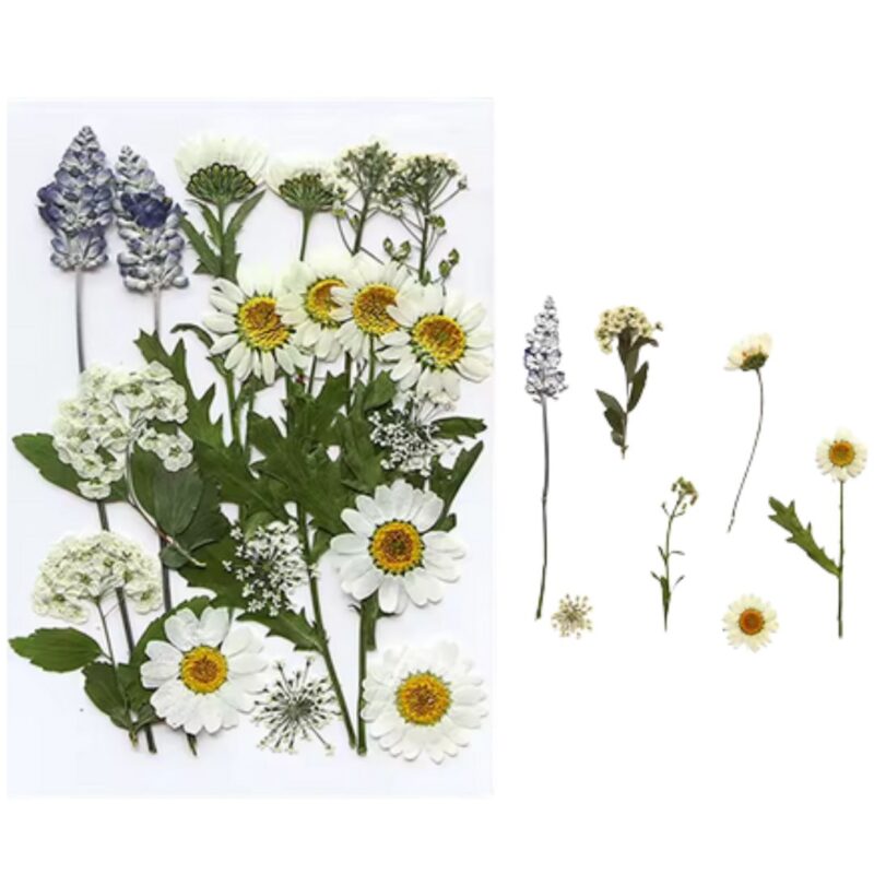 Mix Geperst Gedroogde Bloemen Madelifje Set