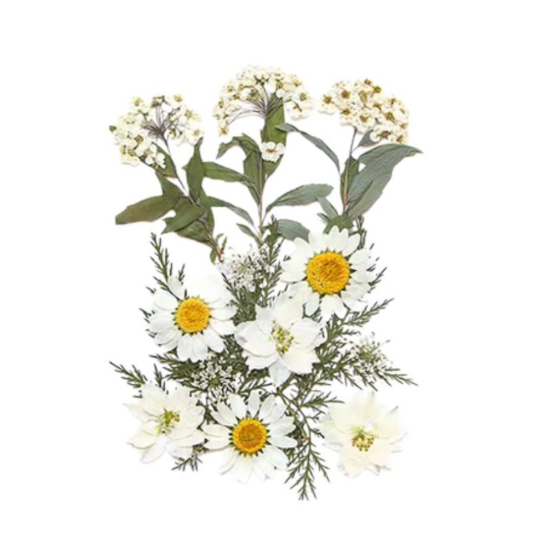 Mix Geperst Gedroogde Bloemen Wit set
