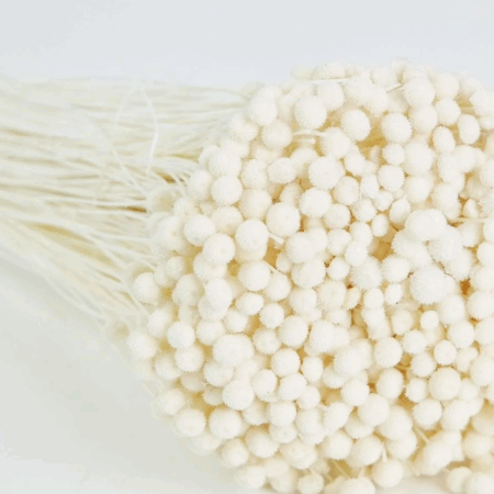 Dried boton mini wit (2)