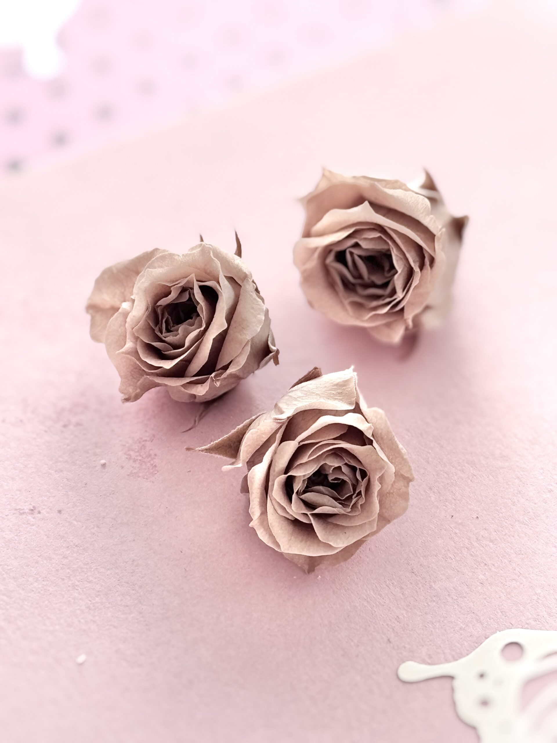 Preserved roses Klein Latte - Afbeelding 3