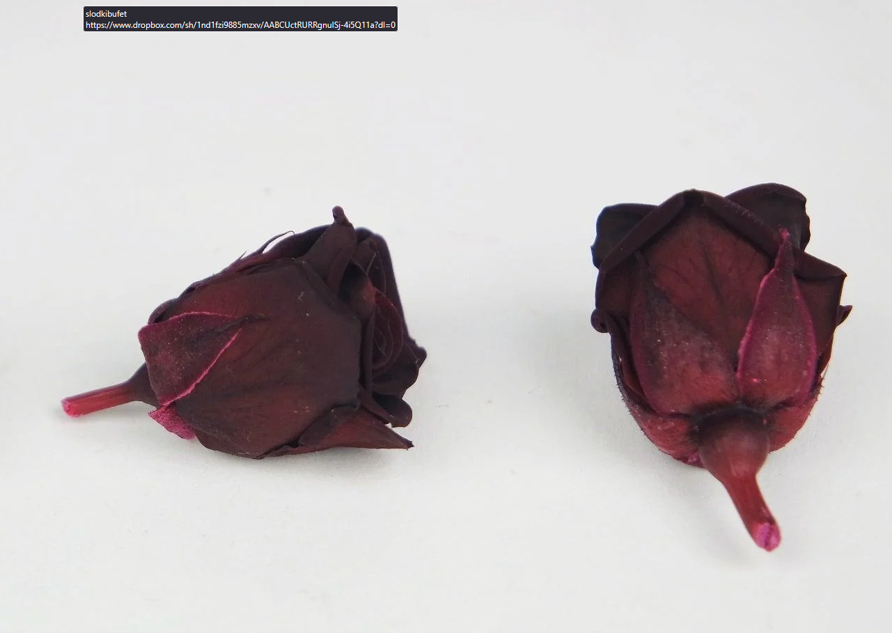 Preserved roses Kiara Klein - Burgundy - Afbeelding 2
