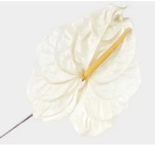 Preserved anthurium Earth matters Natural white 011