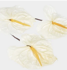 Preserved anthurium Earth matters Natural white 011 - Afbeelding 2