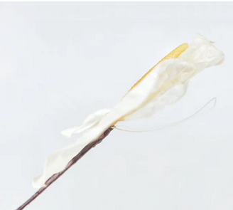 Preserved anthurium Earth matters Natural white 011 - Afbeelding 3