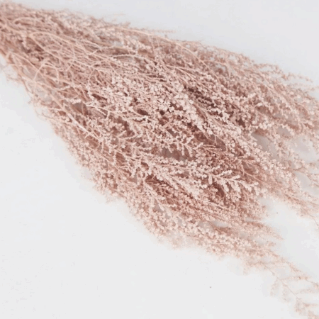 Stoebe plumosa Pink beige 081