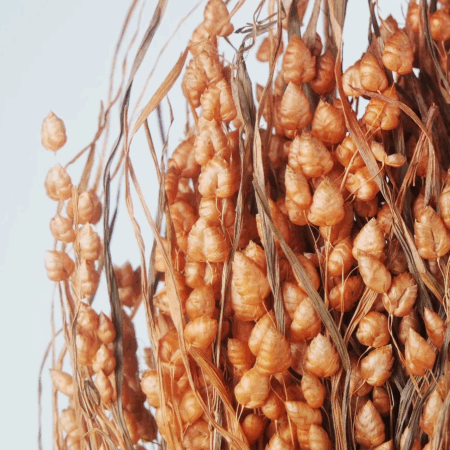 Groot trilgras (Briza maxima)