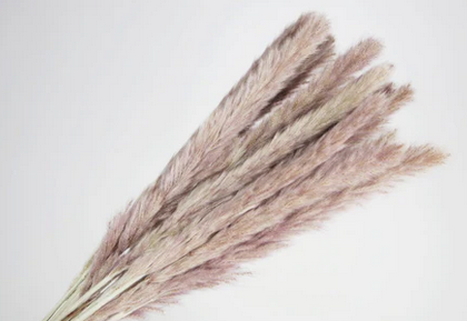 Mini Pampas Grass Naturel